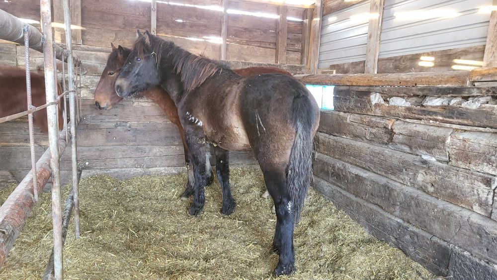 Продам.  лошадей