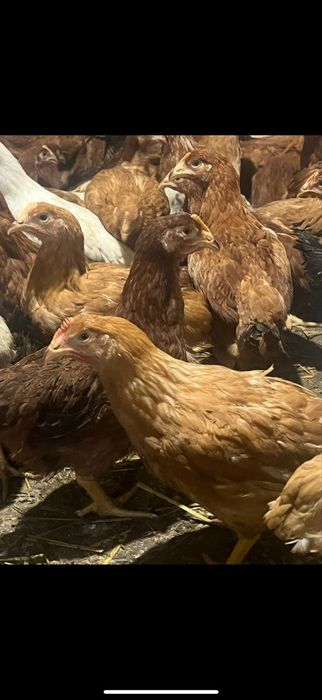 Puicute mixte kabir peste 2 kg