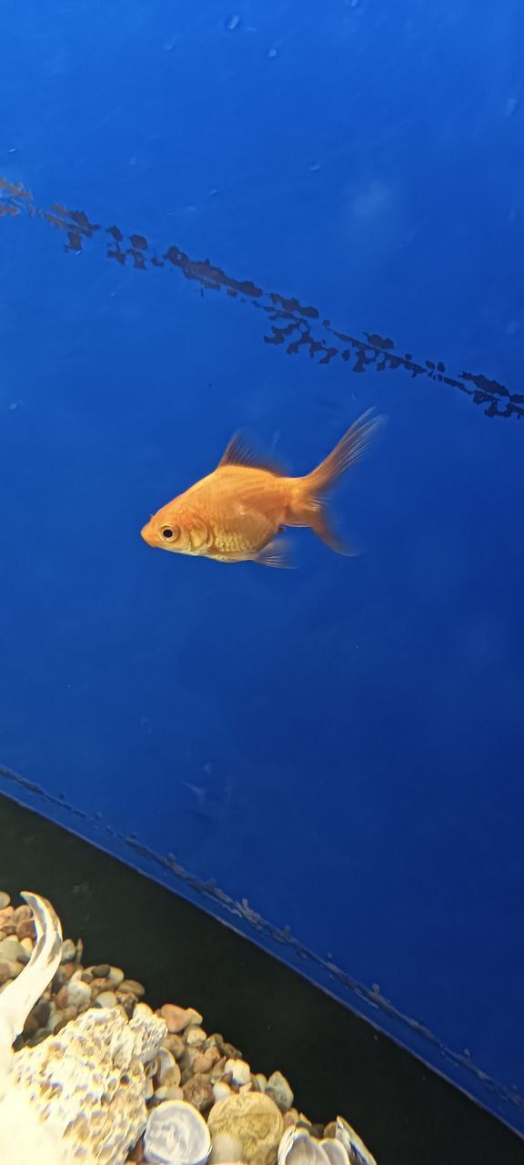 Золотая рыбка (аквариумная рыбка)