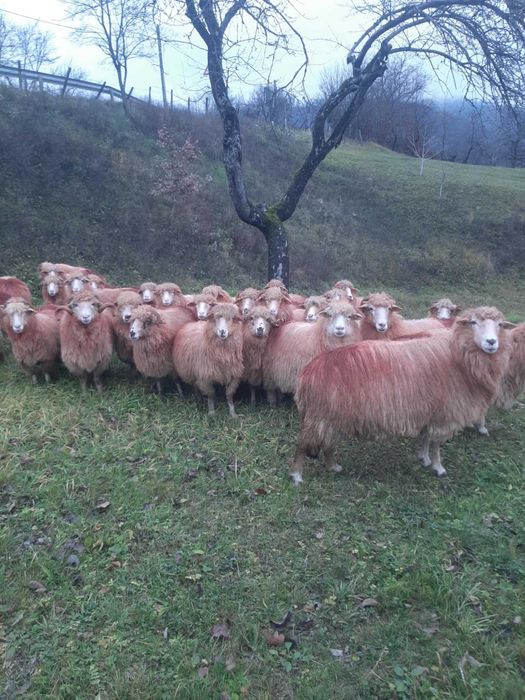 Vând 30 oi tinere – ideale pentru fermă