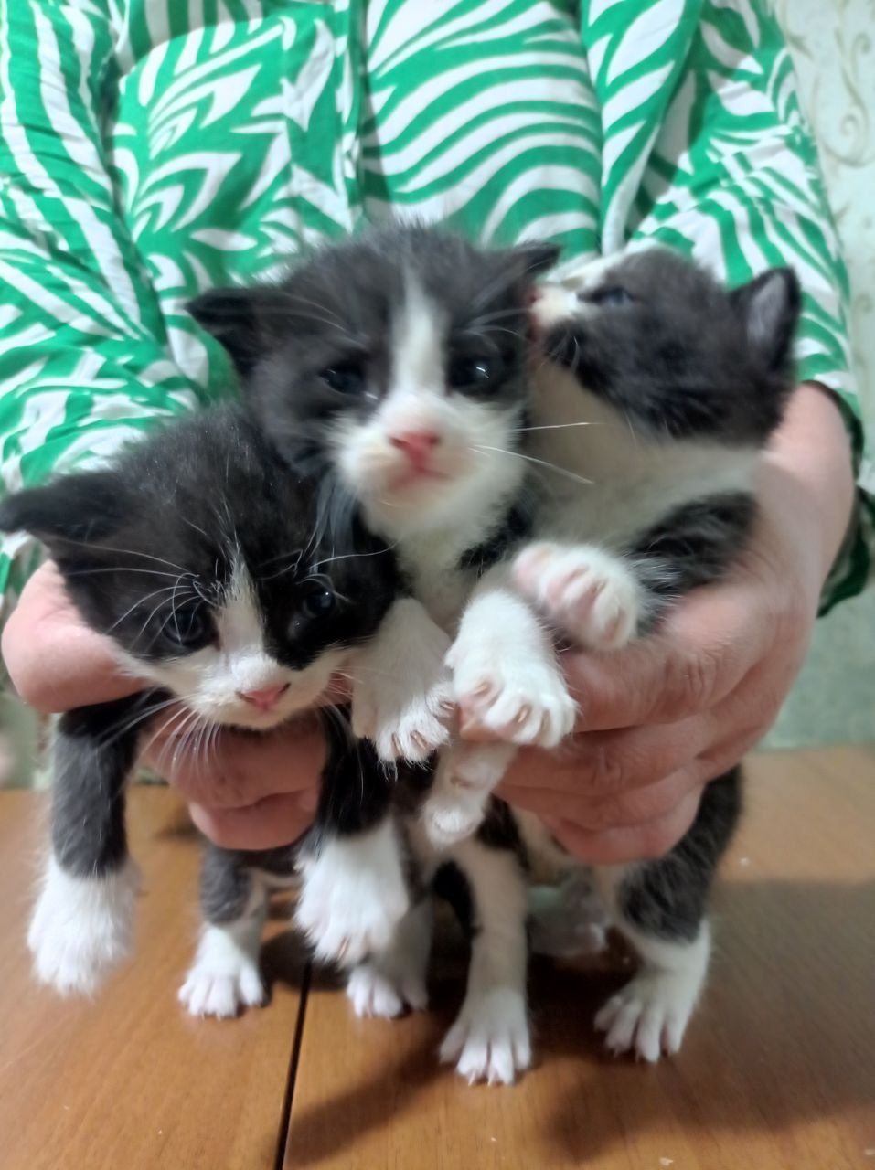 котята скоттиш фолд