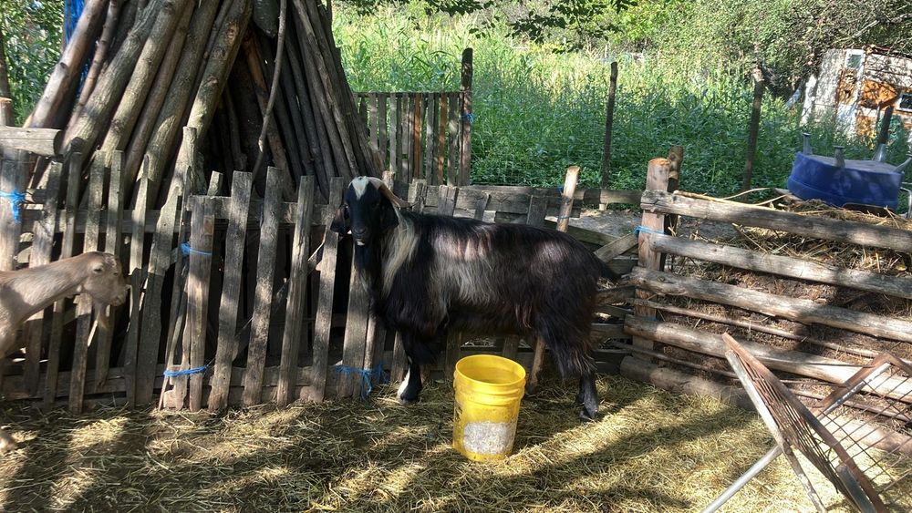 Țap frumos de vanzare