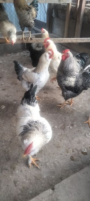 Домашние животные