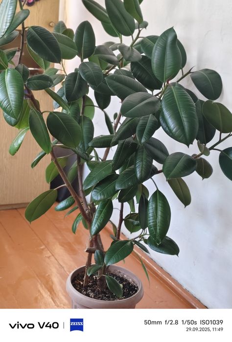 П р о д а м фикус