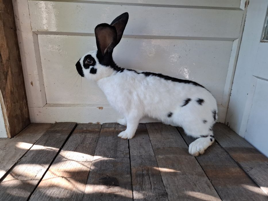 Vând iepuri fluture german rasa pură