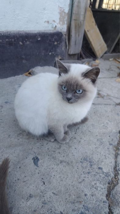 Котята даром в хорошие руки