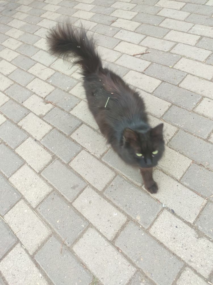 Кошка в добрые рук.
