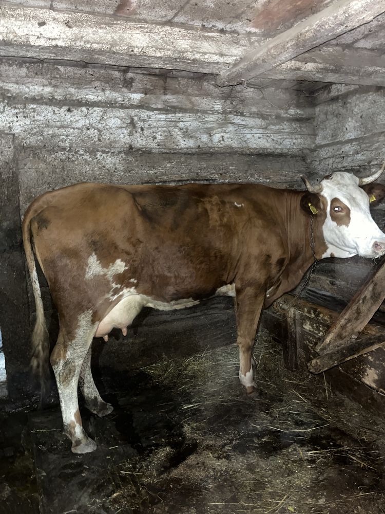 Vaca de 4 ani buna de lapte
