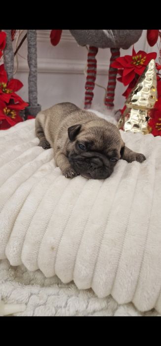 Bulldog Francez Fawn Sable