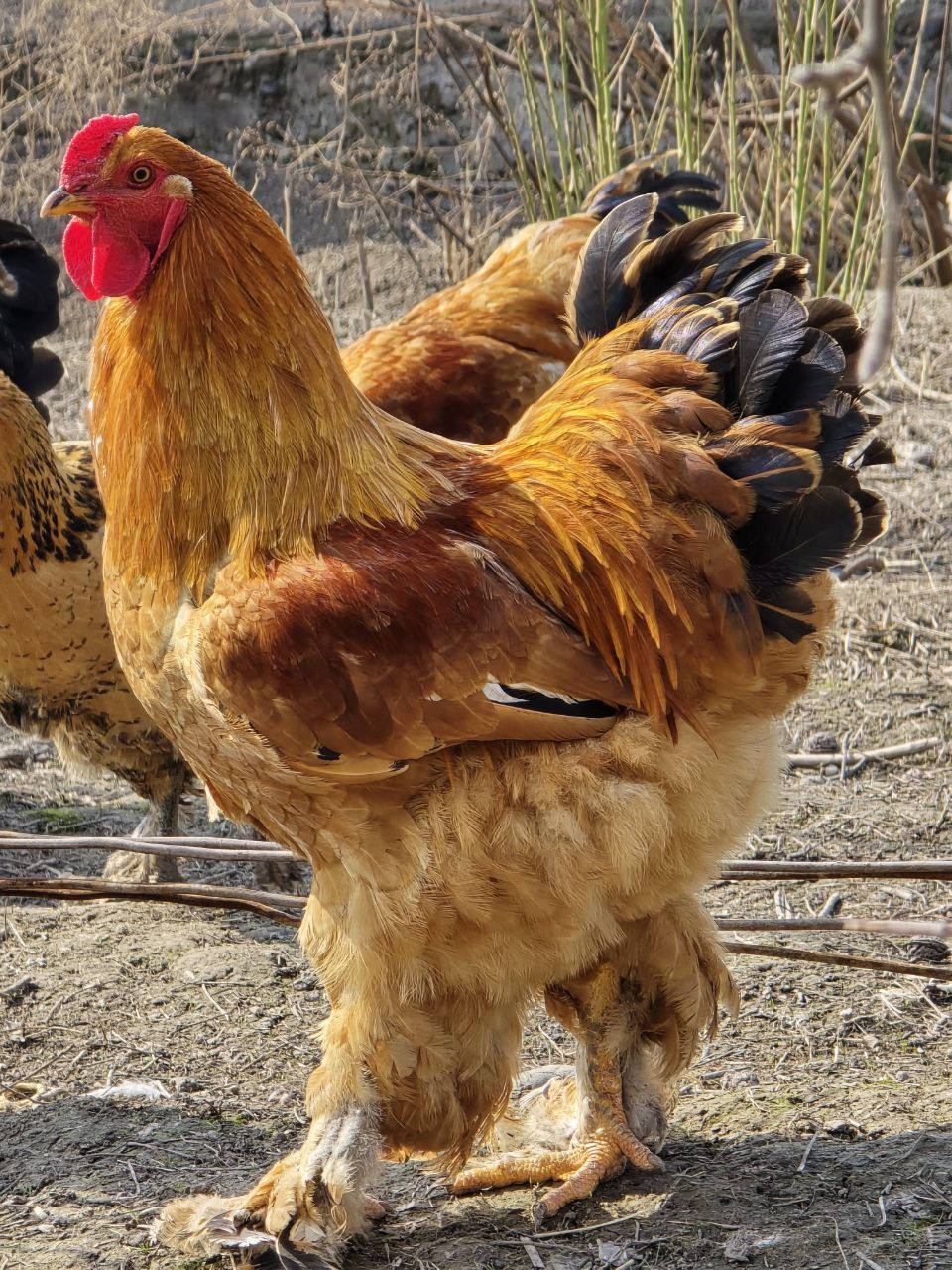Продаются яйца курей брама