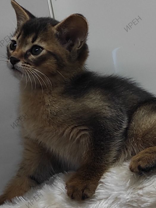 Абиссинец в ваш дом