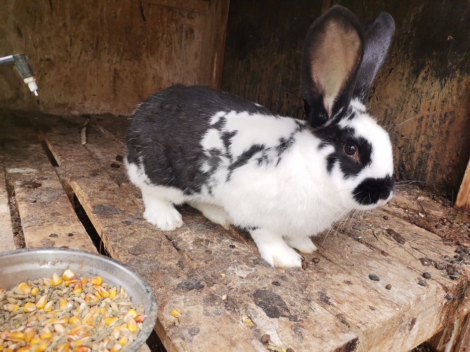 Vand iepuri tineri si iepuroaice pentru reproductie