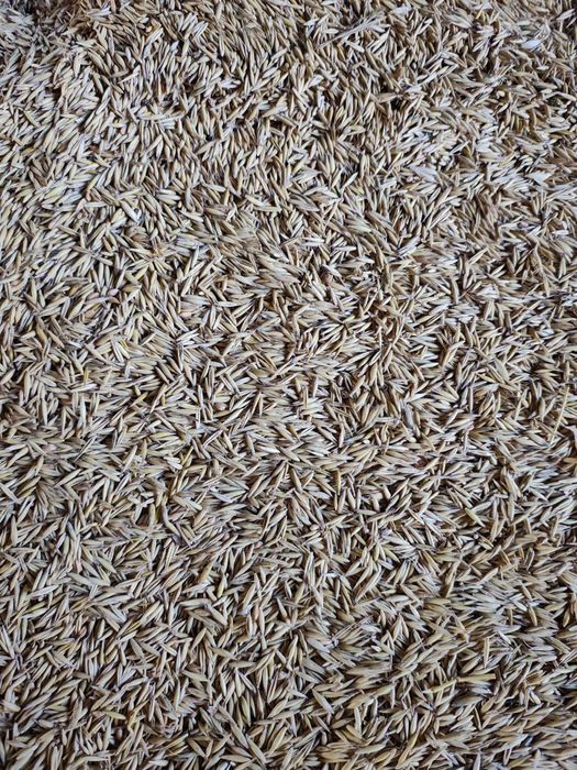 Vand Ovaz recolta 2025