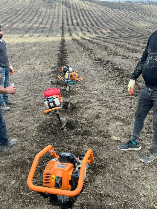 puieți fag carpen mesteacăn   prindere suta la suta