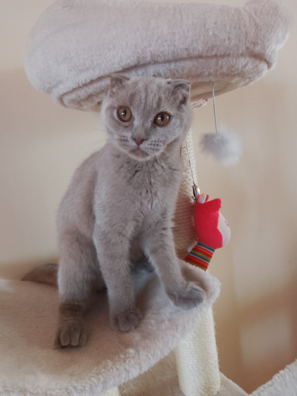 Шотландско клепоухо коте