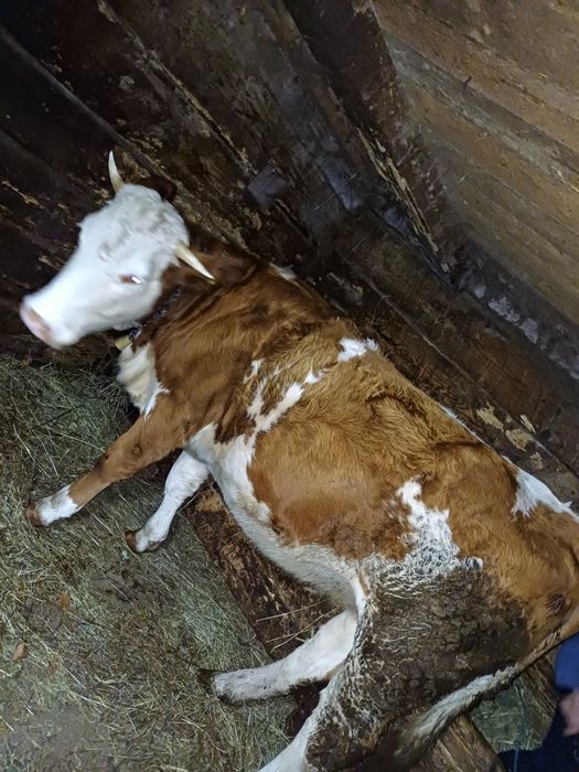 Vând junincă de 2 ani