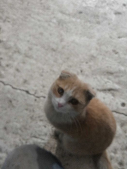 отдам в добрые руки