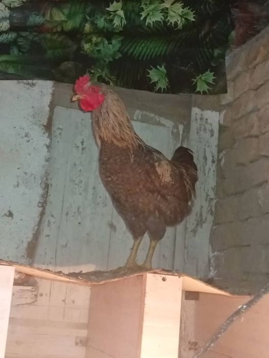 Продам домашних курочек и петушка