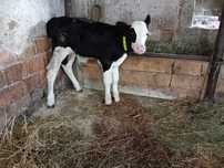 Vând tăuraș de 3 săptămâni baltat pe negru