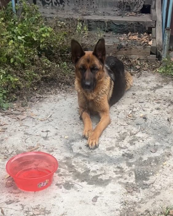 Найдена овчарка