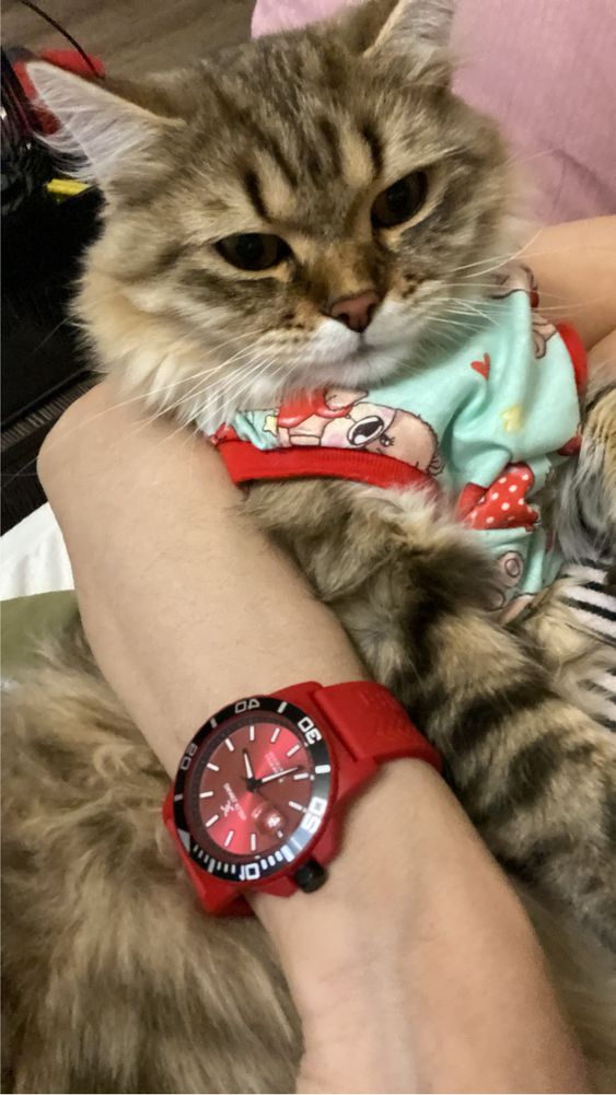 Породистый Кот ищет кошку для вязки