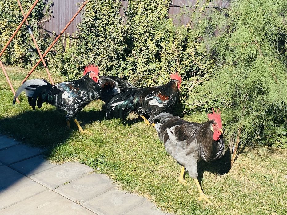 Cocosi de italiene de vanzare