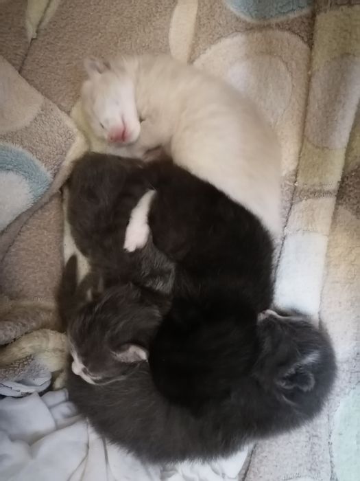 Мушукчалар масулиятли кишилар учун