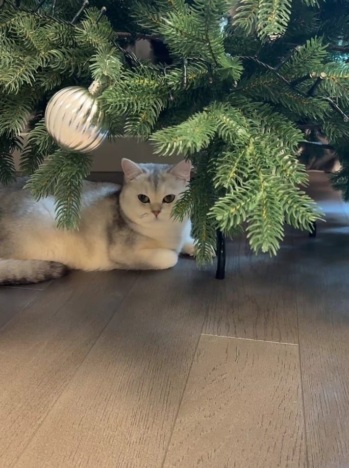 Передержка кошек и котов