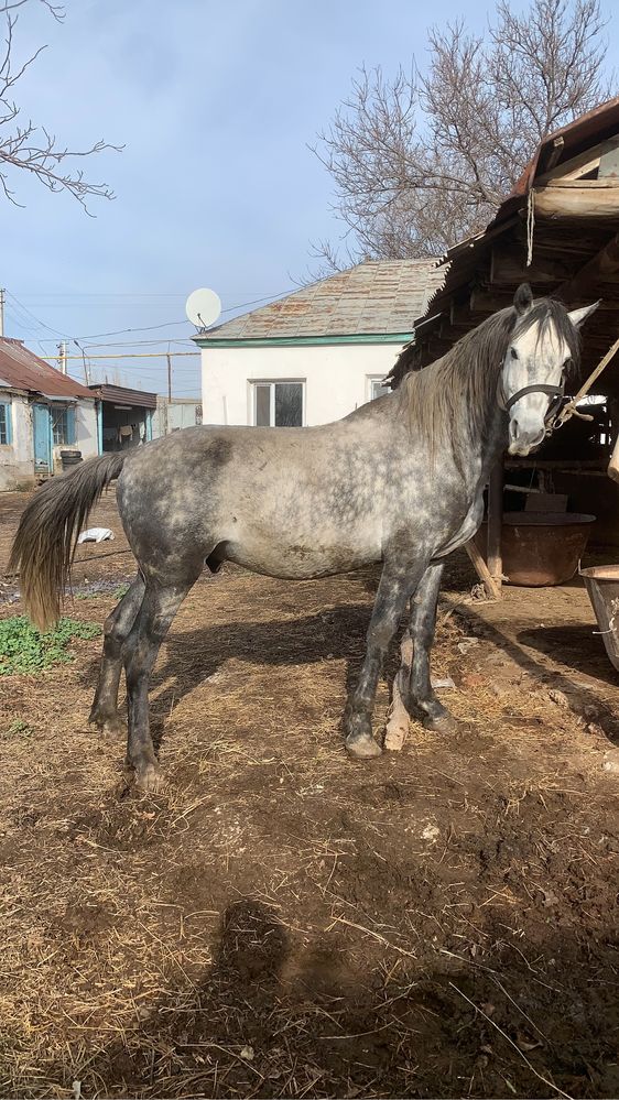 Орловский рысак айғыр (жеребец)