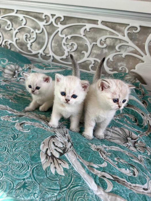 Поинт Шиншилла тозза зоттор. Кони тоза козлари кук