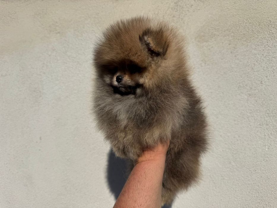 Продавам померан - възможна доставка