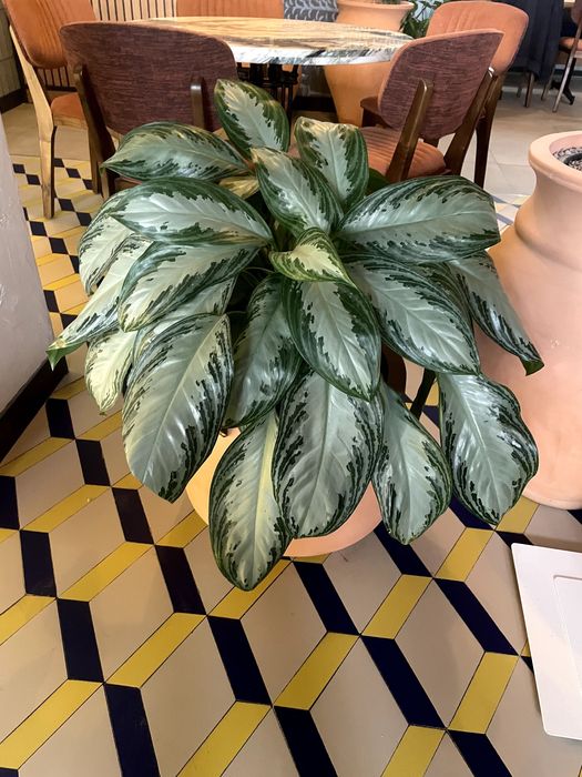 Продаются комнатные растения Замиокулькас, Аглаонема, Фикус, Шеффлера