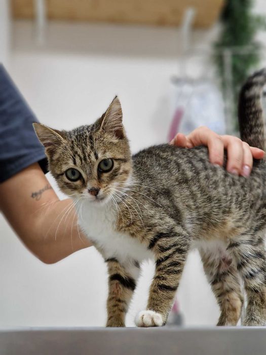 Търся дом за това прекрасно коте