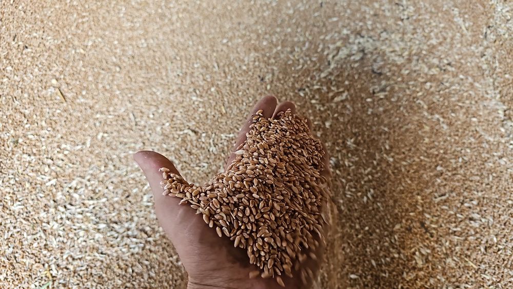 Продам пшеницу сухую