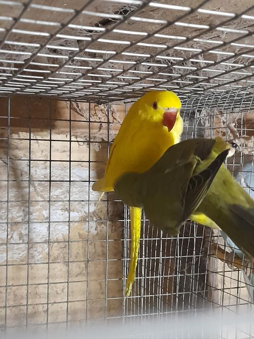 Păsări exotice de companie