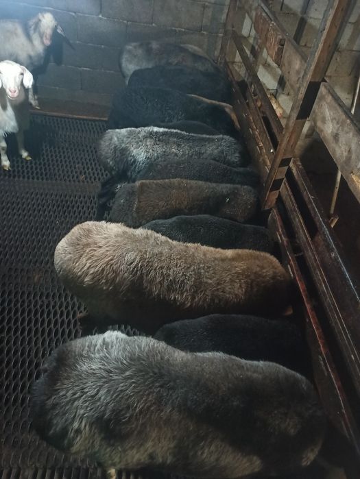 Семиз кой сатылады