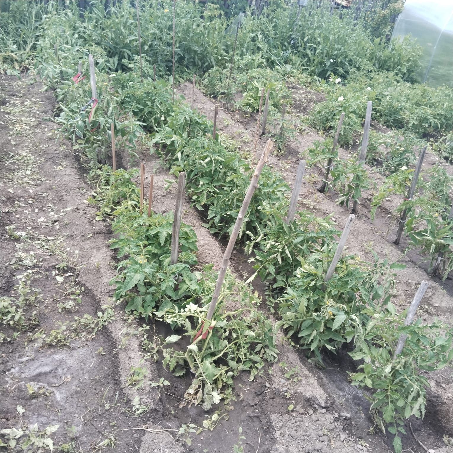 Продам дачу на Черёмушки