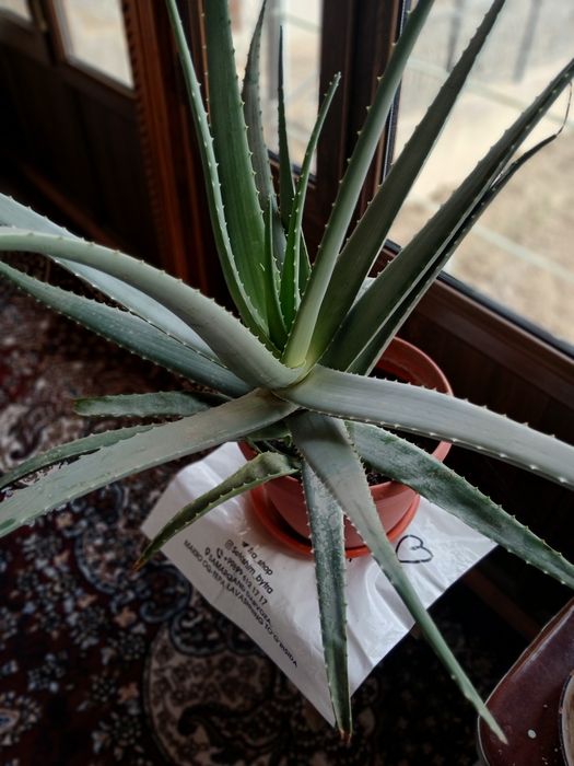 Алоэ вера целебный.4 года