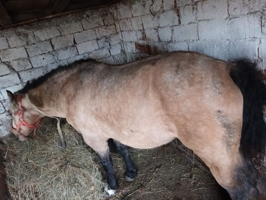 Iapa de vânzare buna la căruță