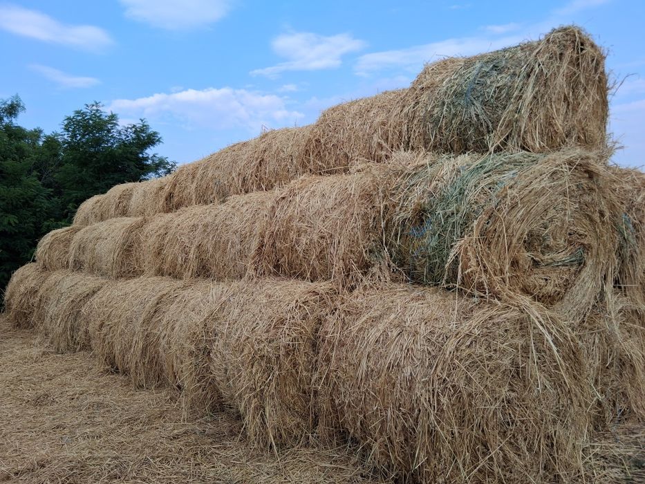 Baloti de ovaz de vanzare