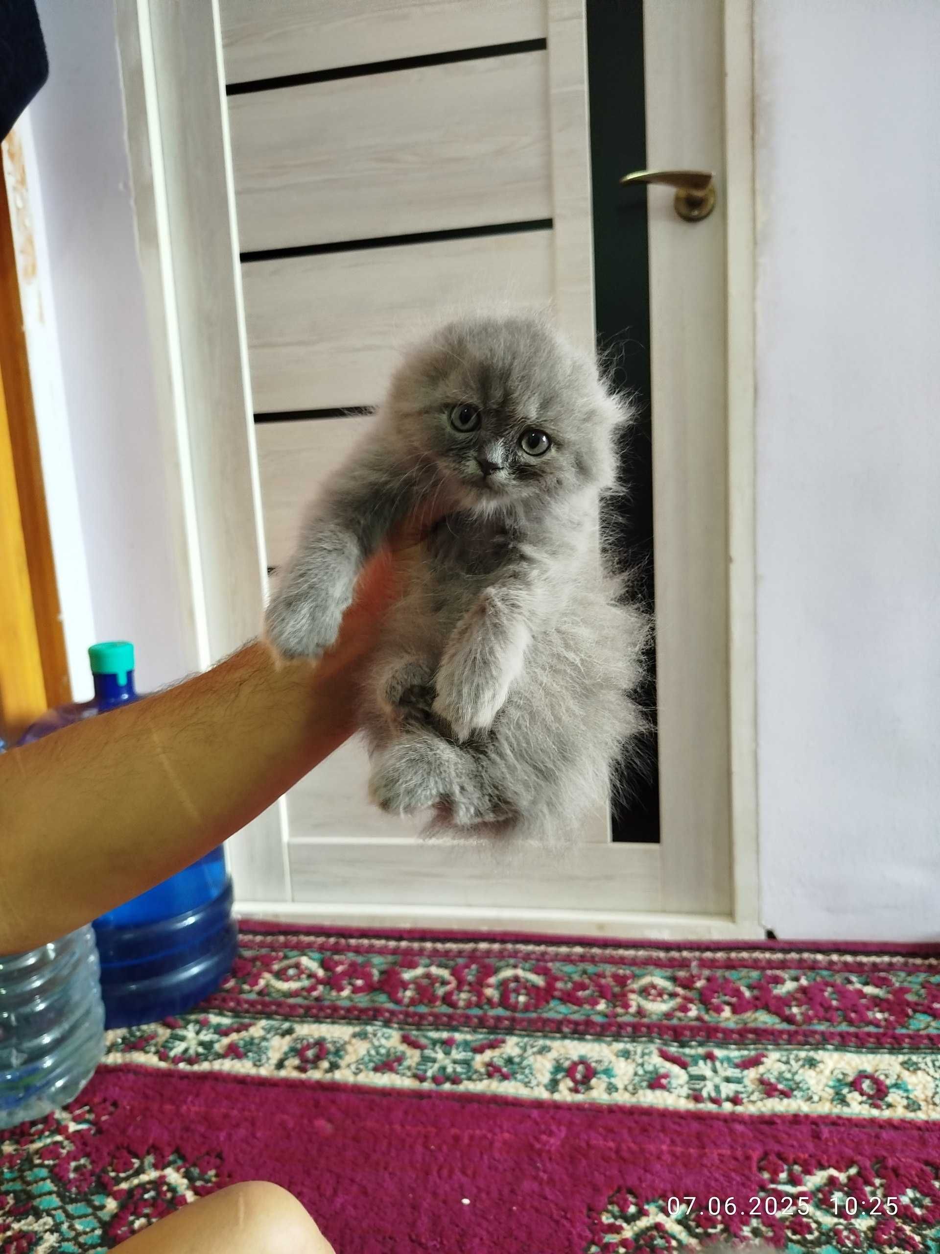 Продоються чисто породные котята Скотиш Фолд и Скотиш Страйт