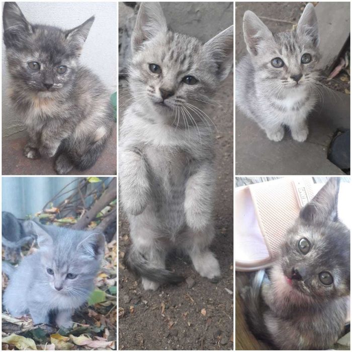 Котята в добрые руки