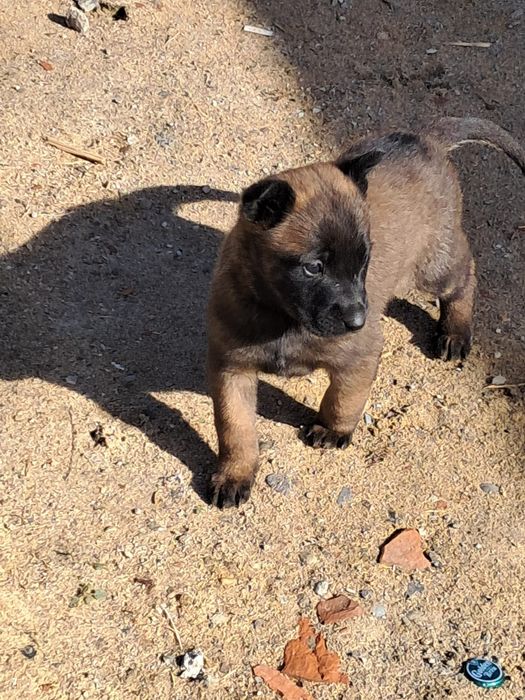 ciobanesc belgian malinoins