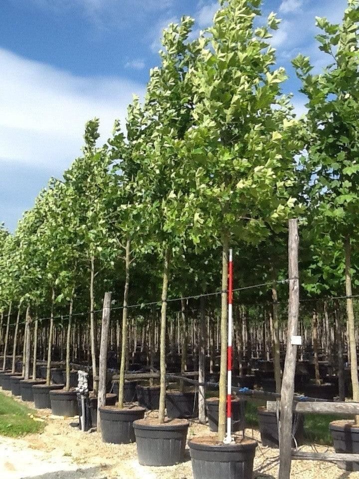 Platanus Acerifolia