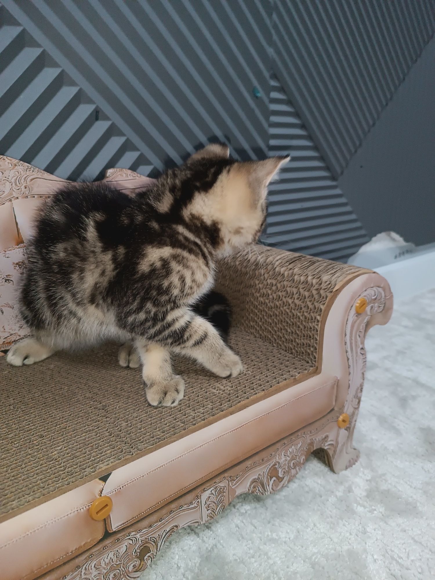 Шотландский прямоухий котенок 1,5 мес