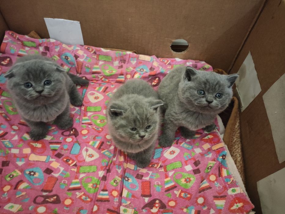 Britaniskiy scotich fold mushukchalar tez va arzon