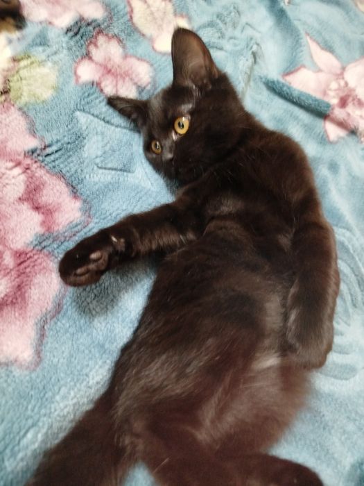 Отдам бесплатно кошку в хорошую руку