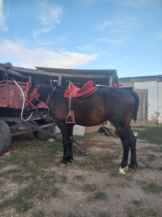 Айғыр Сатылады Жорға