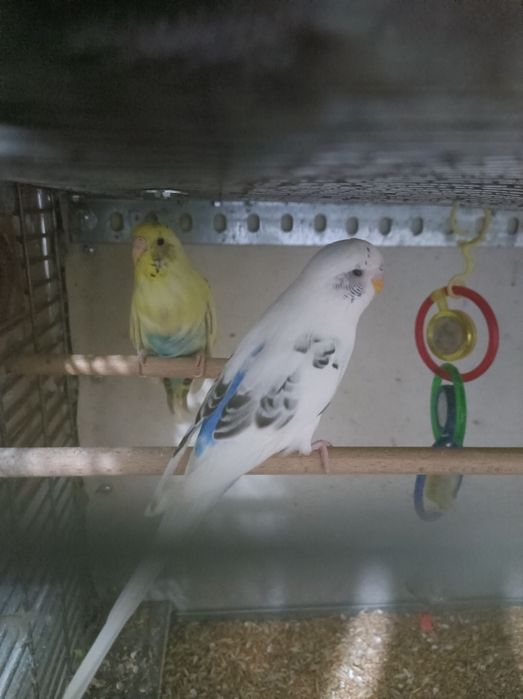 Peruși pui 2025 și perechi mature