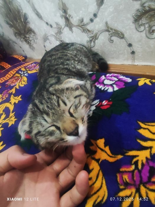 Скоттиш-фолд кошка или Шотландская  вислоухая